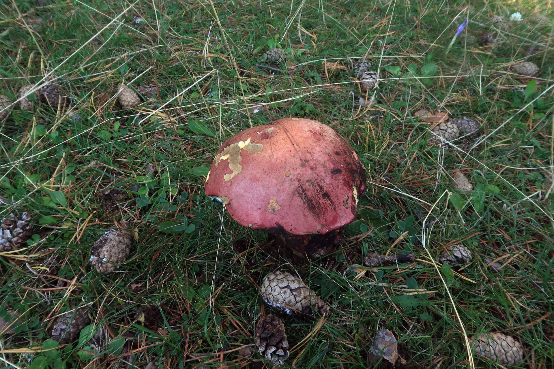 Rubroboletus rubrosanguineus - 1 - IMG_7855